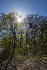 Landschaft im Sommer
