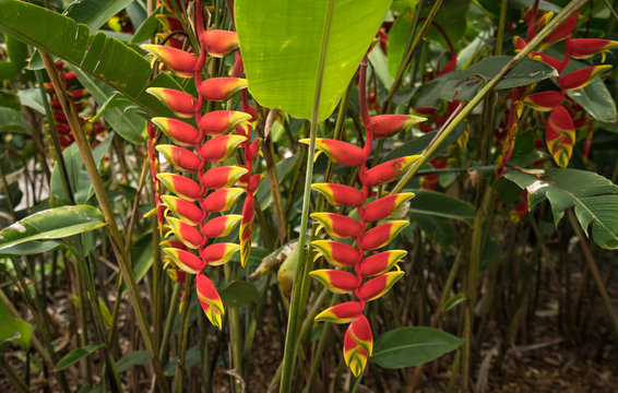 Heliconia Flower Images Browse 449 Stock Photos Vectors And Video Adobe Stock