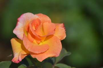 Thomasville rose garden 0257