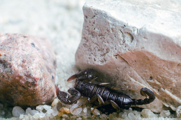 Scorpion creeps on the sand close up