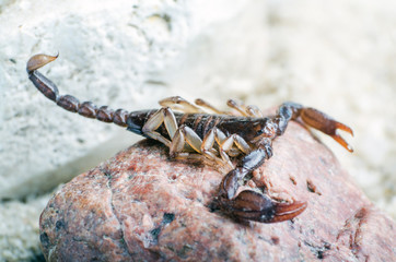 Scorpion sitting on a stone close up