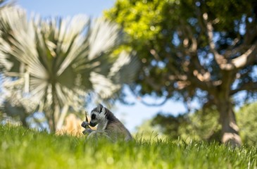 Lemur in nature,cute wild animal