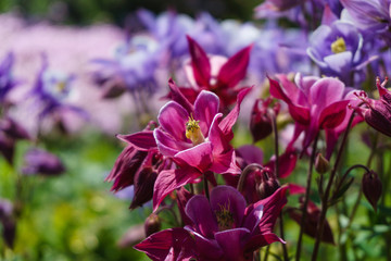 pink flowers in the garden