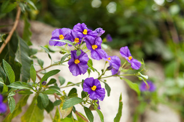 Fototapeta premium Small purple flowers in outdoors