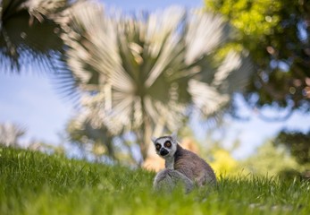 Lemur in nature,cute wild animal
