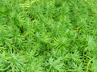 close up green grass plants background- Image