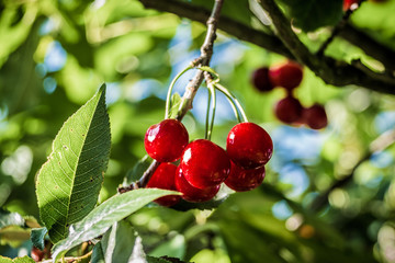 czerwone soczyste wiśnie na drzewie © Henryk Niestrój