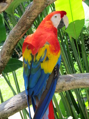 colorful parrot