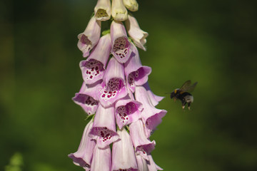 Bumblebee at a digitalis in the forrest