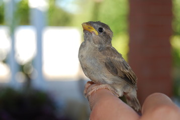 Spanish Sparrow Bird on Hand