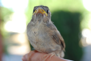 Spanish Sparrow Bird on Hand