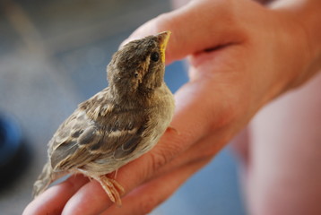 Spanish Sparrow Bird on Hand