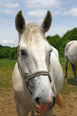 Horse annoyed by flies