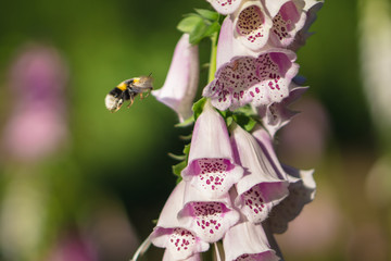 Bumblebee at a digitalis in the forrest