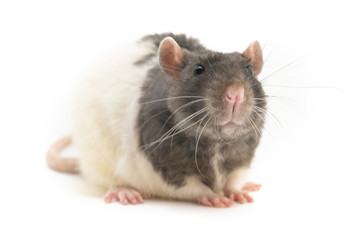 A cute black-and-white decorative rat sits, neatly folding his paws, against a white background