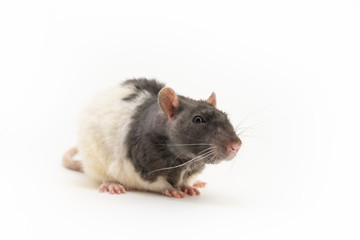 A cute black-and-white decorative rat, with a slightly squinted look, on a white background