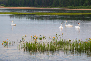 Wild white swans on the lake.