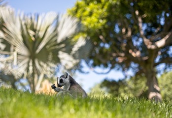 Lemur in nature,cute wild animal