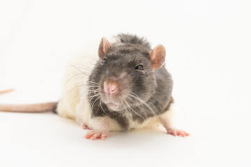 Black-and-white decorative rat with a suspicious expression on his muzzle, on a white background