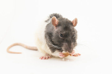 Black-and-white decorative rat gnaws white bread, on a white background