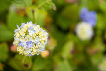 Purple Hydrangea macrophylla blossoming in garden in Summer