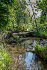 Naklejka na ściany i meble The ancient woodlands of Draynes wood, alongside the River Fowey at Golitha Falls