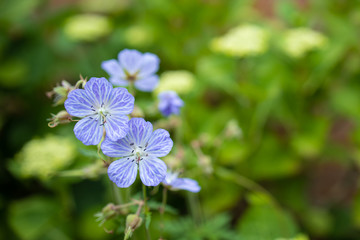 Fototapeta premium Close Up of Purple Meadow Cranesbill flowers.