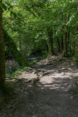 The ancient woodlands of Draynes wood, alongside the River Fowey at Golitha Falls