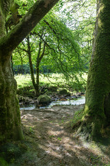 The ancient woodlands of Draynes wood, alongside the River Fowey at Golitha Falls