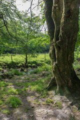 The ancient woodlands of Draynes wood, alongside the River Fowey at Golitha Falls