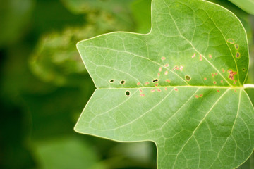 leaf
