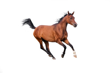 Obraz na płótnie Canvas Purebred Arabian horse running gallop. Isolated on white background.