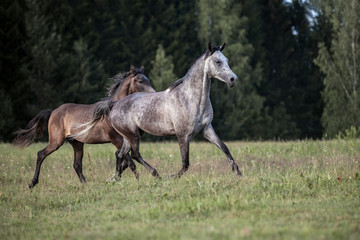 Obraz premium Purebred Arabian mare running with a foal on the meadow.