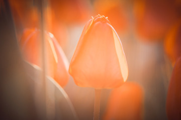 orange tulips growing in a sunny spring garden.