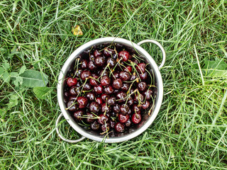 ripe sweet cherry in a colander on the green grass