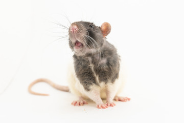 The black-and-white decorative rat, with a surprised expression on his muzzle, looks to the side, against a white background
