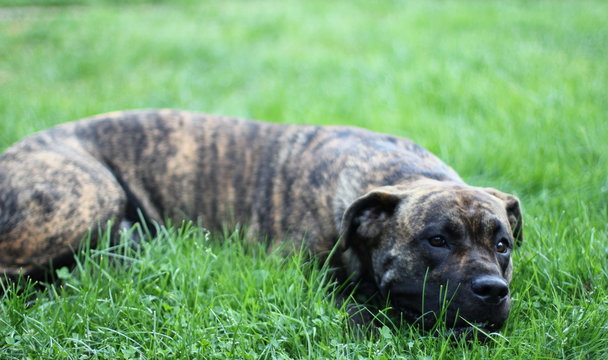 Dogo Canario lying on grass