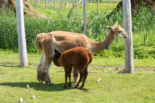 Pale reddish female alpaca standing in profile feeding her darker baby in enclosure during a summer morning, Pont-Rouge, Quebec, Canada