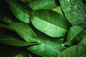 leaf fresh