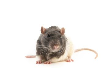 The black-and-white decorative rat sits neatly clasped with his paws, with a cute expression on his muzzle, on a white background