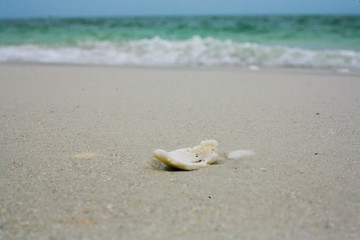 shell on the beach