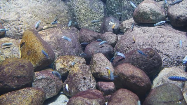 Many small fishes in the aquarium on the background of large stones