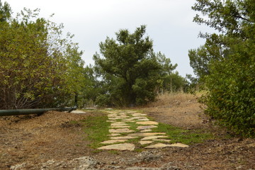 path in the forest
