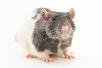 Black-and-white decorative rat with an angry expression on the muzzle, on a white background