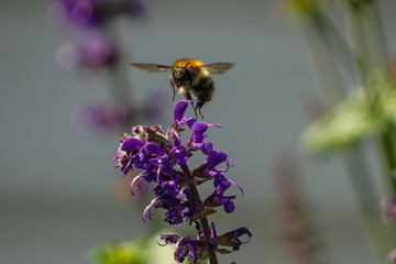 Hummel