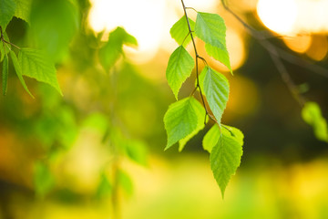 Young birch leaves on the branches in the garden at sunset.