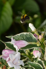 Flower Bee Closeup 