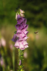 Bumblebee at a digitalis in the forrest