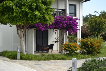 house with a veranda in flowers