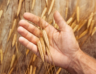 Harvesting concept. Close up of wheat ears on farmer's hand over wooden background
